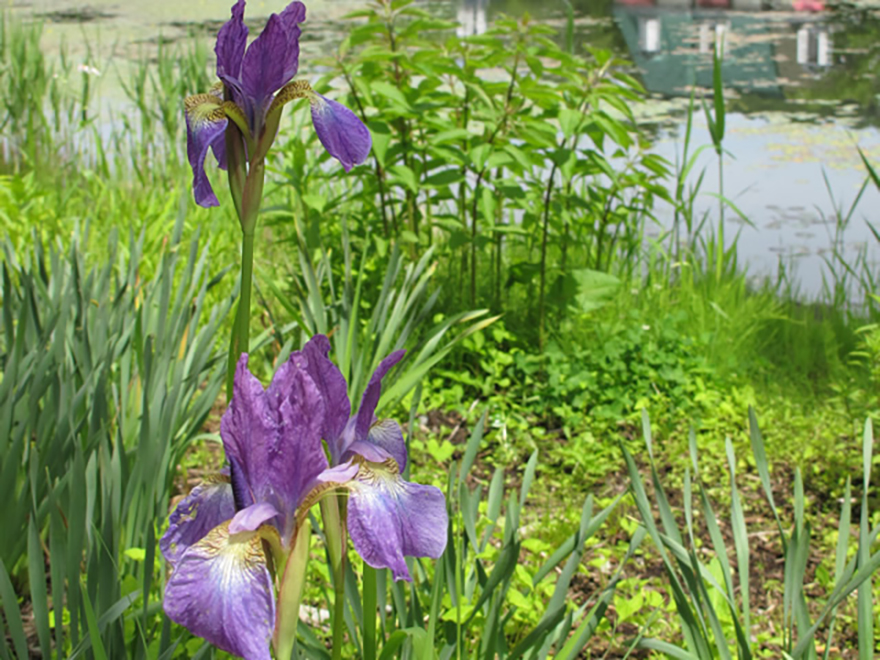 ハナショウブ（Iris ensata）／アヤメ科